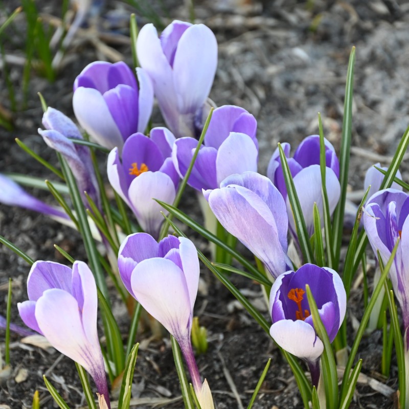 Crocus vernus 'Whale Shark' Crocus vernus 'Whale Shark'
