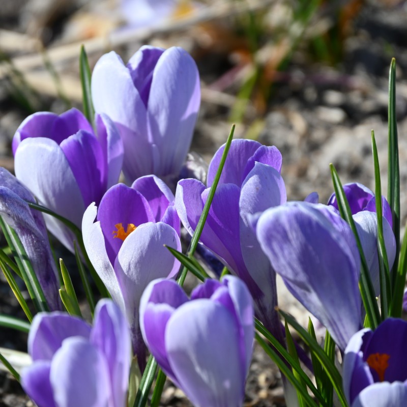 Crocus vernus 'Whale Shark' Crocus vernus 'Whale Shark'