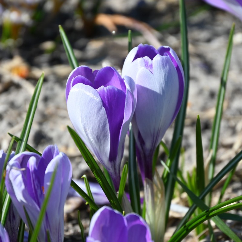 Crocus vernus 'Whale Shark' Crocus vernus 'Whale Shark'
