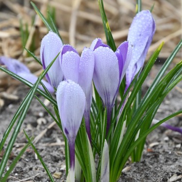Crocus vernus 'Whale Shark' Crocus vernus 'Whale Shark'