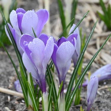 Crocus vernus 'Whale Shark' Crocus vernus 'Whale Shark'