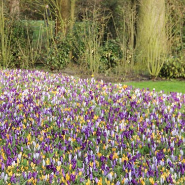 Crocus vernus -gemengd- Crocus vernus -gemengd-