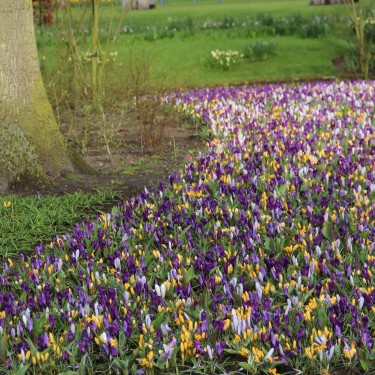 Crocus vernus -gemengd- Crocus vernus -gemengd-