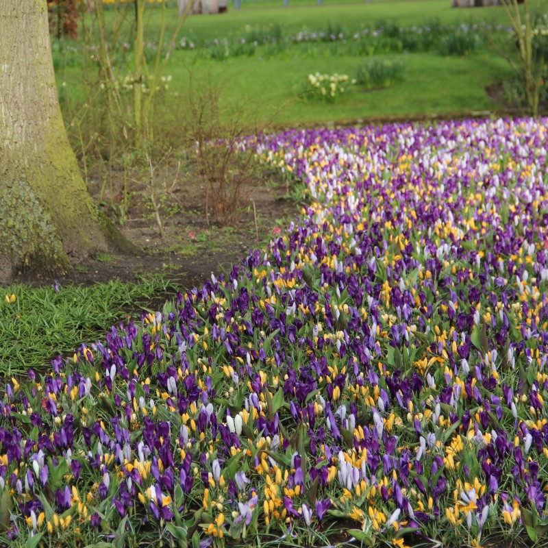 Crocus vernus -gemengd- Crocus vernus -gemengd-