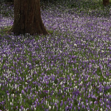 Crocus vernus -mengsel in de tinten blauw en wit- Crocus vernus -mengsel in de tinten blauw en wit-