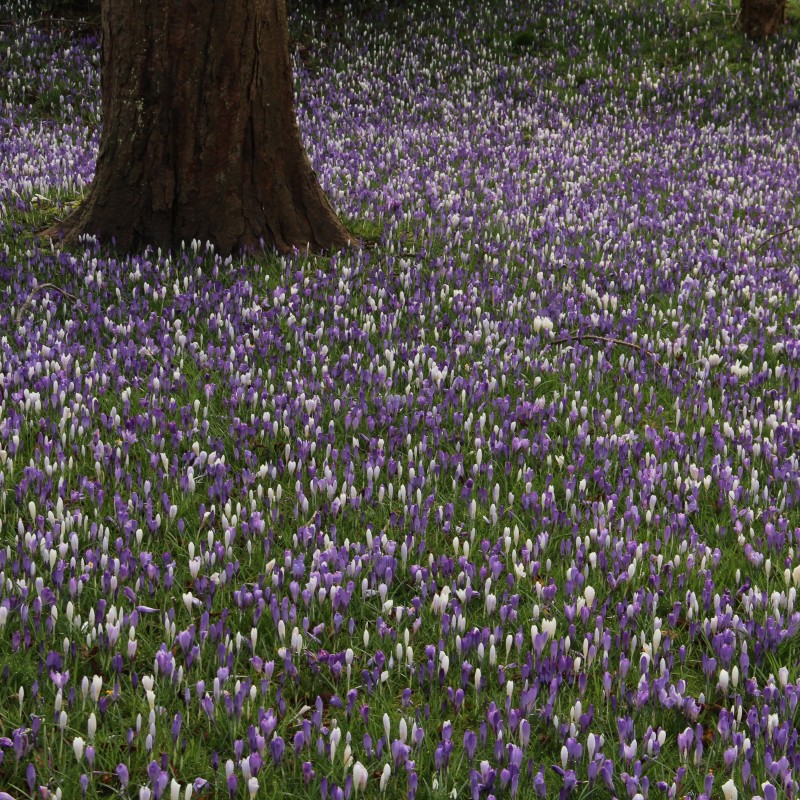 Crocus vernus -mengsel in de tinten blauw en wit- Crocus vernus -mengsel in de tinten blauw en wit-