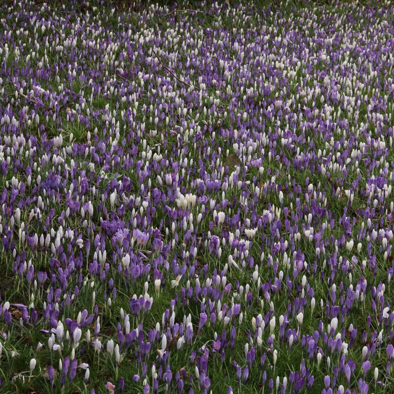 Crocus vernus -mengsel in de tinten blauw en wit- Crocus vernus -mengsel in de tinten blauw en wit-