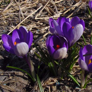 Crocus vernus subsp. vernus