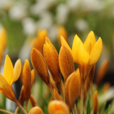 Crocus vitellinus Crocus vitellinus