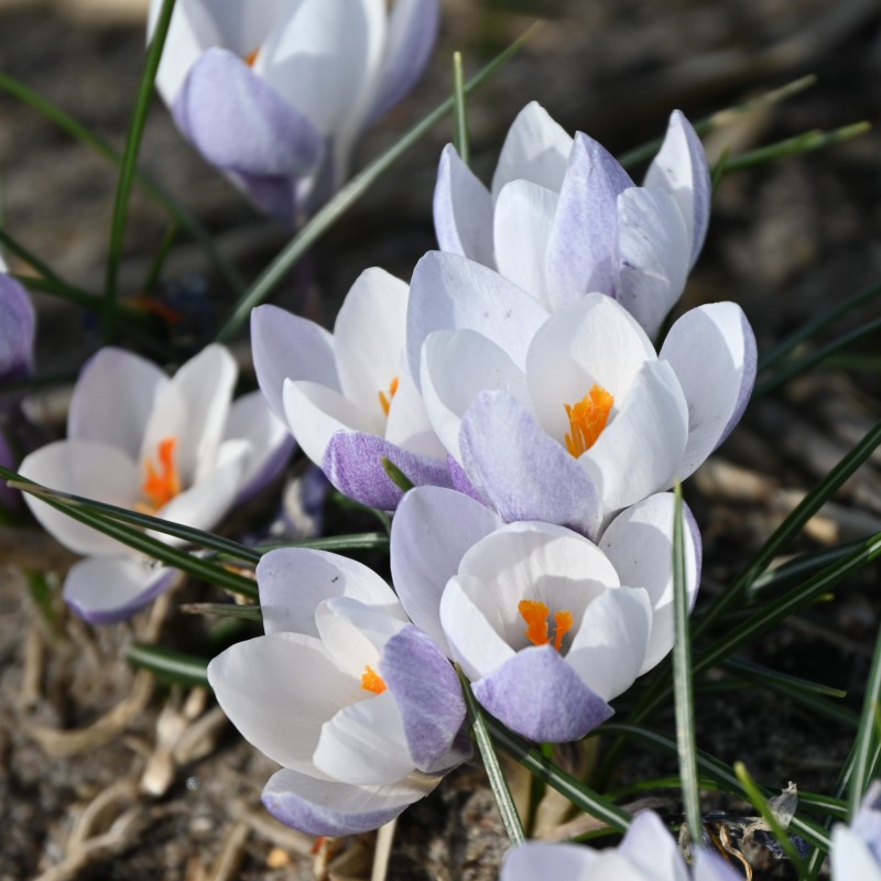Crocus weldenii 'Fairy' Crocus weldenii 'Fairy'