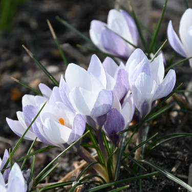 Crocus weldenii 'Fairy' Crocus weldenii 'Fairy'