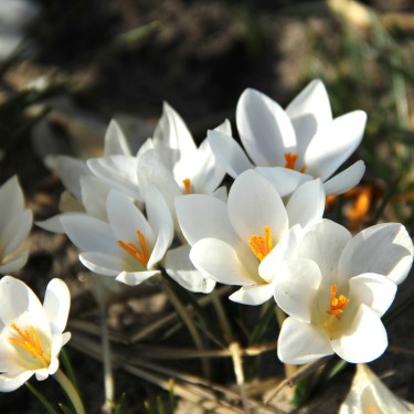 Crocus weldenii 'Miss Vain'
