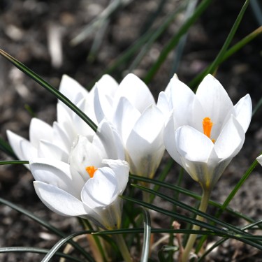 Crocus weldenii 'Miss Vain' Crocus weldenii 'Miss Vain'