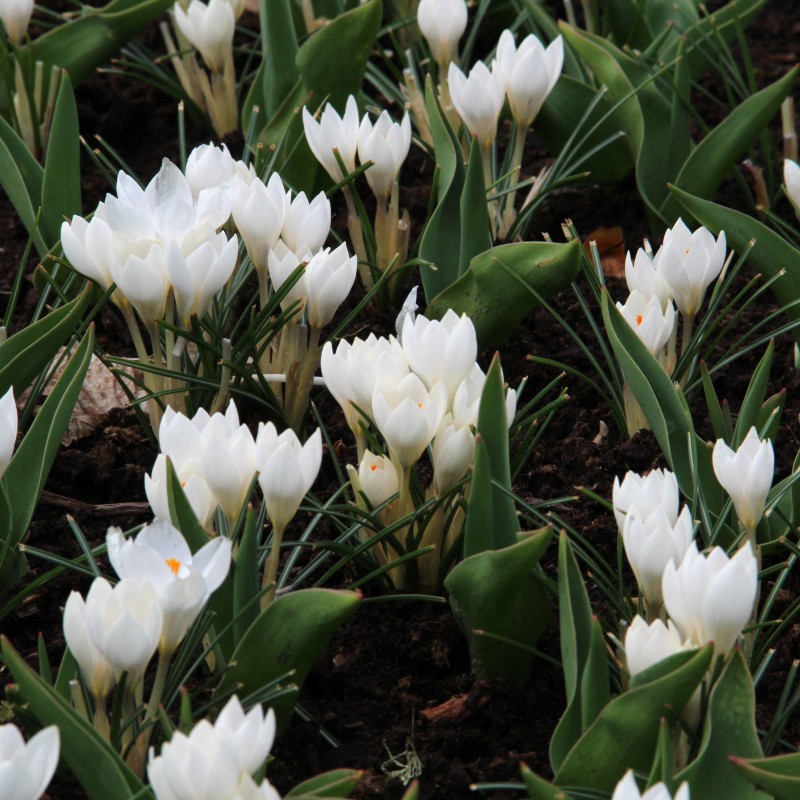 Crocus weldenii 'Miss Vain' Crocus weldenii 'Miss Vain'