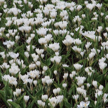 Crocus weldenii 'Miss Vain' Crocus weldenii 'Miss Vain'