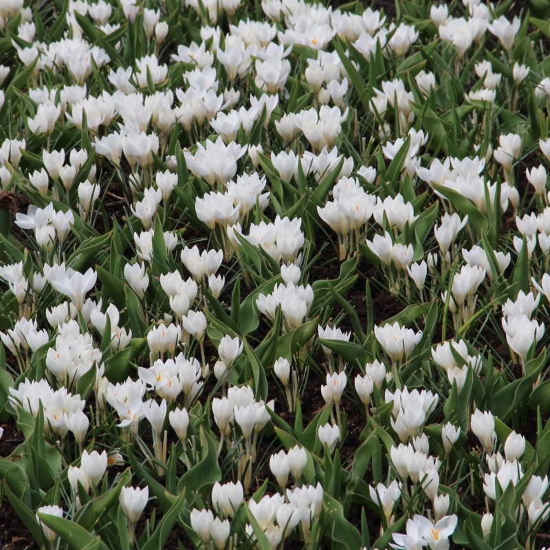 Crocus weldenii 'Miss Vain' Crocus weldenii 'Miss Vain'