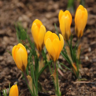 Crocus flavus 'Golden Yellow'
