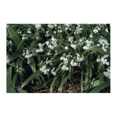 Allium paradoxum var. normale Allium paradoxum var. normale