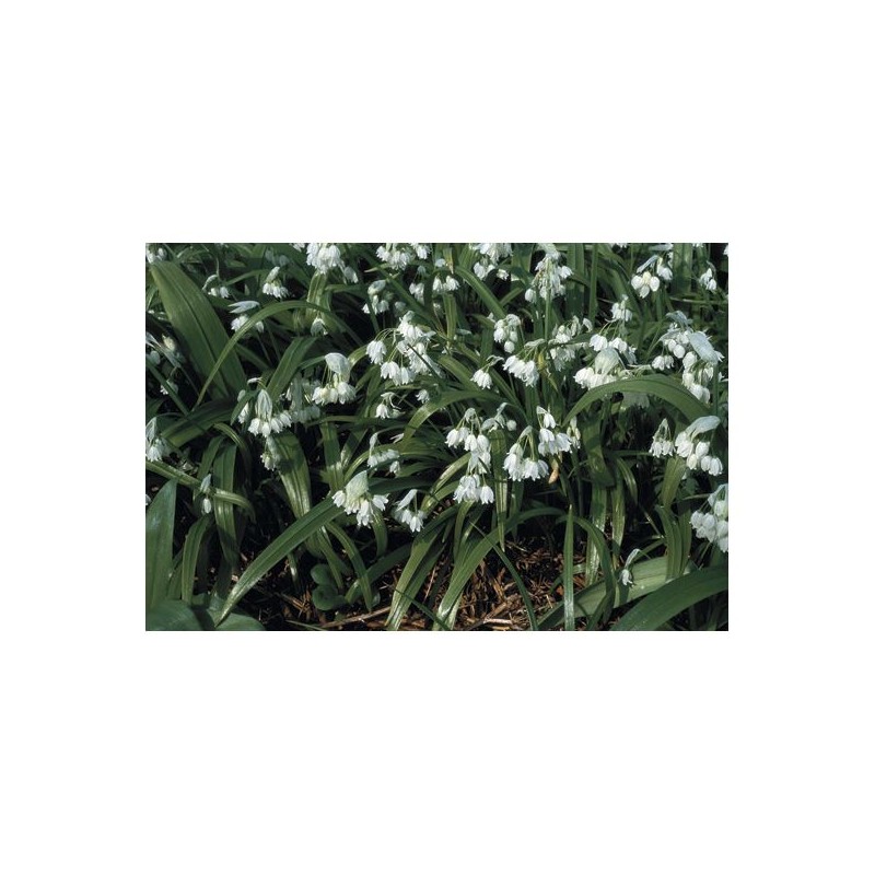 Allium paradoxum var. normale Allium paradoxum var. normale