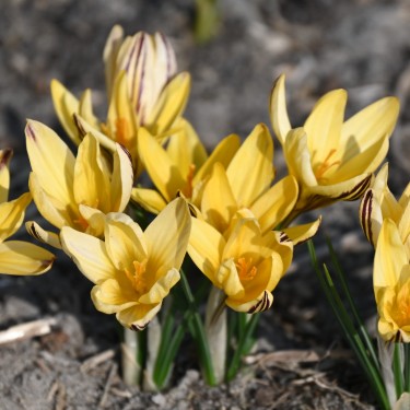 Crocus x leonidii 'Early Gold'
