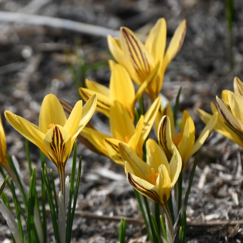 Crocus x leonidii 'Early Gold' Crocus x leonidii 'Early Gold'