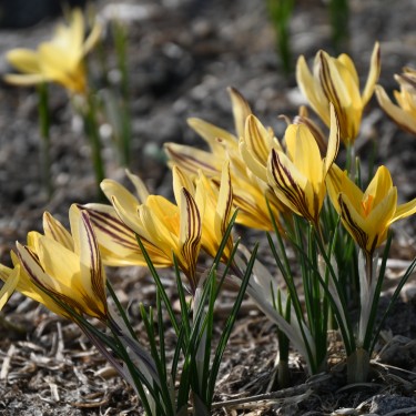 Crocus x leonidii 'Early Gold' Crocus x leonidii 'Early Gold'