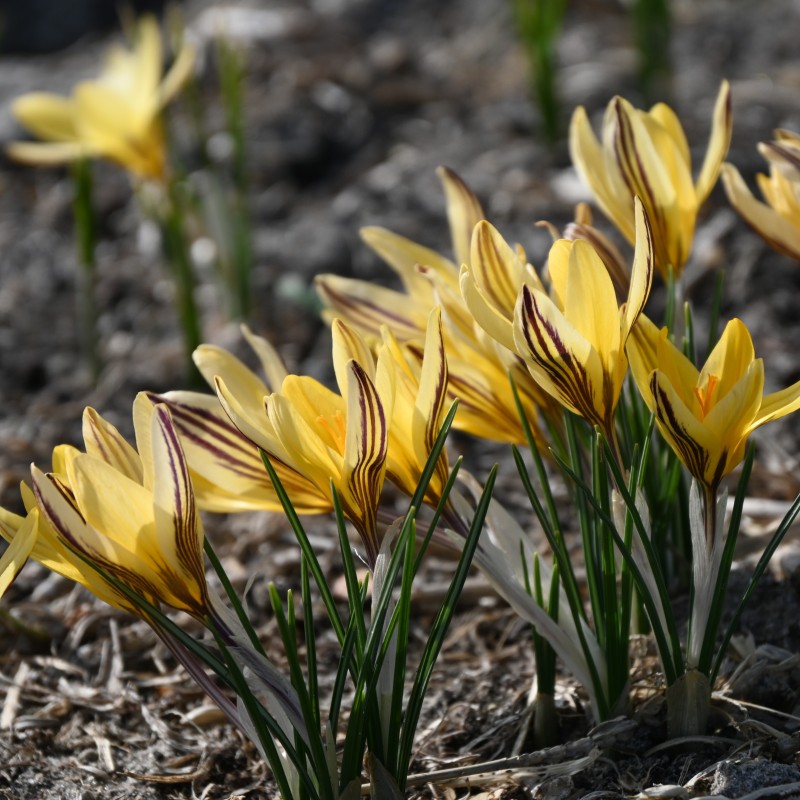 Crocus x leonidii 'Early Gold' Crocus x leonidii 'Early Gold'