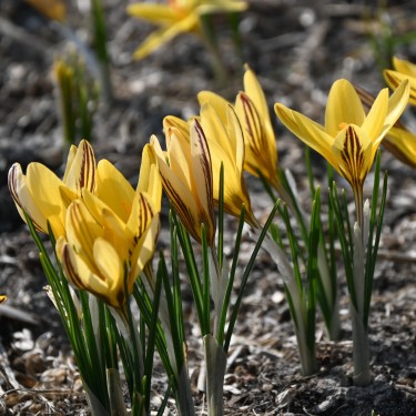 Crocus x leonidii 'Early Gold' Crocus x leonidii 'Early Gold'