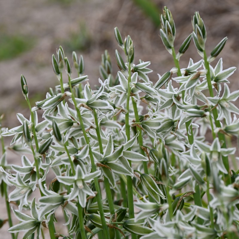Ornithogalum nutans