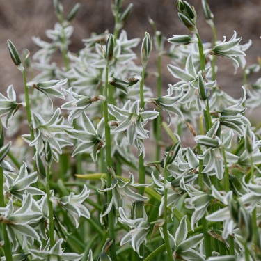 Ornithogalum nutans