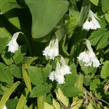 Allium paradoxum var. normale Allium paradoxum var. normale