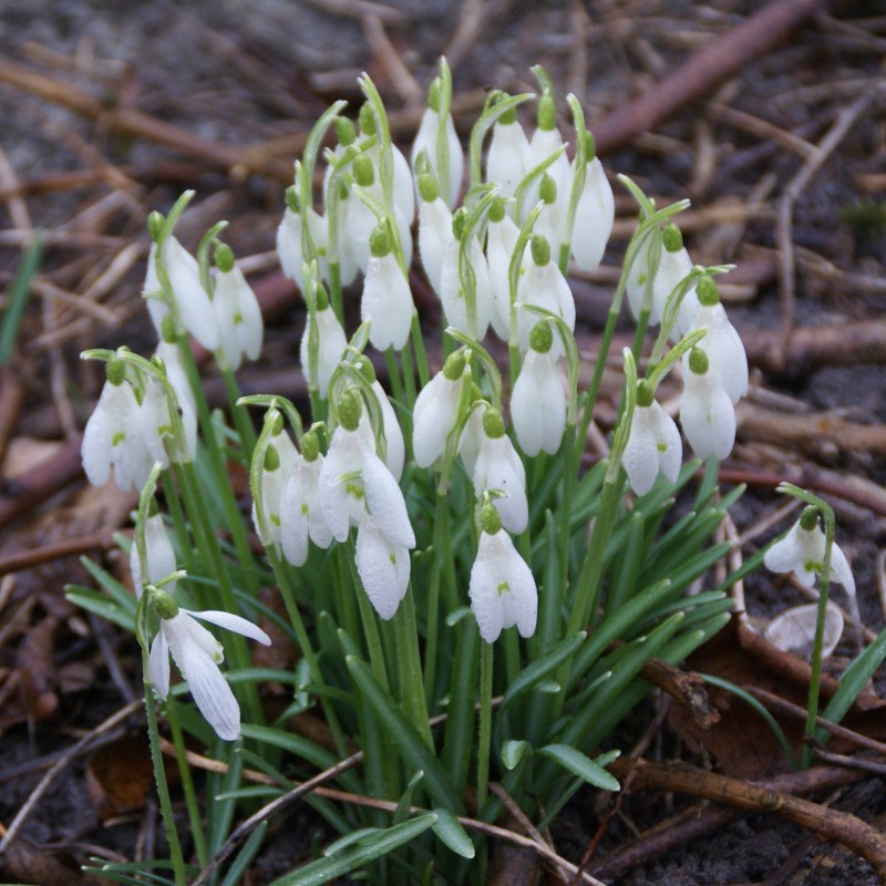 Galanthus 'Charlotte' Galanthus 'Charlotte'