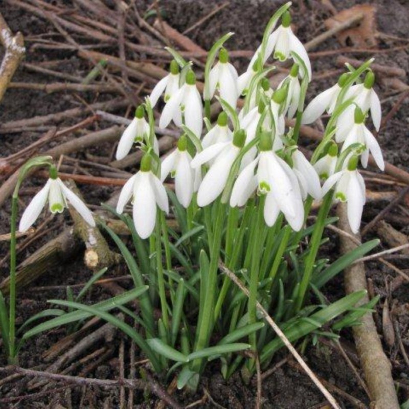 Galanthus 'Charlotte' Galanthus 'Charlotte'