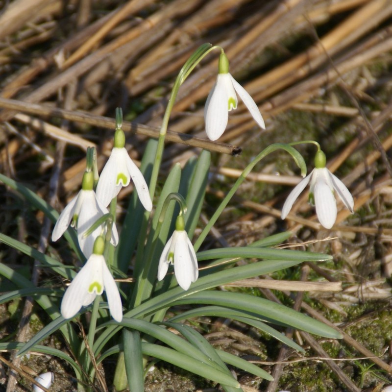 Galanthus 'Charlotte' Galanthus 'Charlotte'