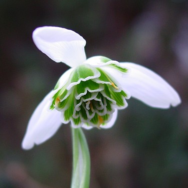 Galanthus 'Dionysus' Galanthus 'Dionysus'