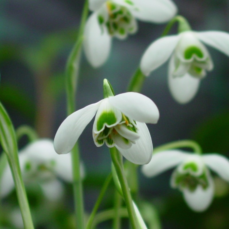 Galanthus 'Dionysus' Galanthus 'Dionysus'