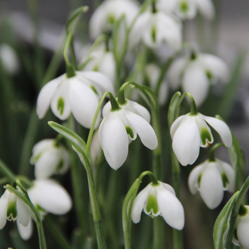 Galanthus 'Dionysus' Galanthus 'Dionysus'