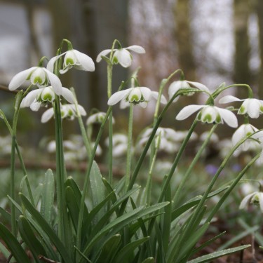 Galanthus 'Dionysus'