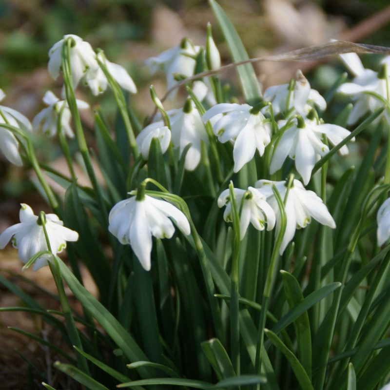 Galanthus 'Flore Pleno' Galanthus 'Flore Pleno'