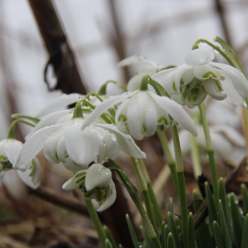 Galanthus 'Flore Pleno' Galanthus 'Flore Pleno'