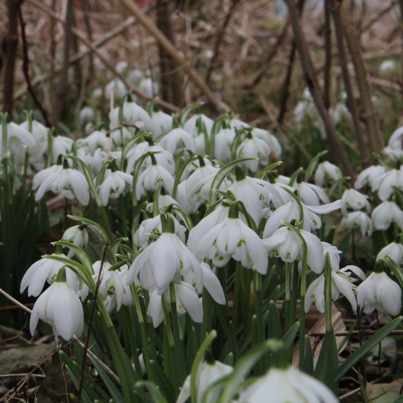 Galanthus 'Flore Pleno' Galanthus 'Flore Pleno'