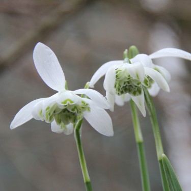 Galanthus 'Flore Pleno' Galanthus 'Flore Pleno'