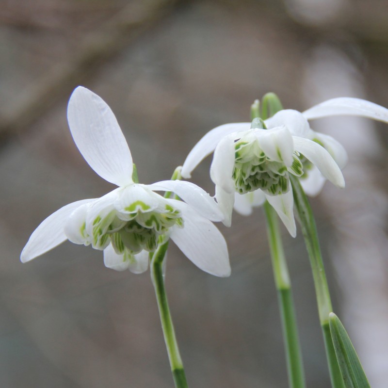 Galanthus 'Flore Pleno' Galanthus 'Flore Pleno'