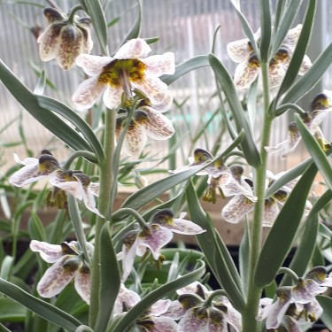 Fritillaria gibbosa