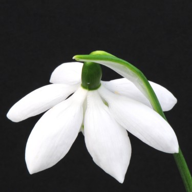 Galanthus 'Godfrey Owen' Galanthus 'Godfrey Owen'