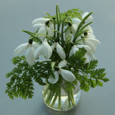 Galanthus 'Happy New Year' Galanthus 'Happy New Year'