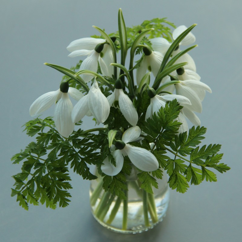 Galanthus 'Happy New Year' Galanthus 'Happy New Year'