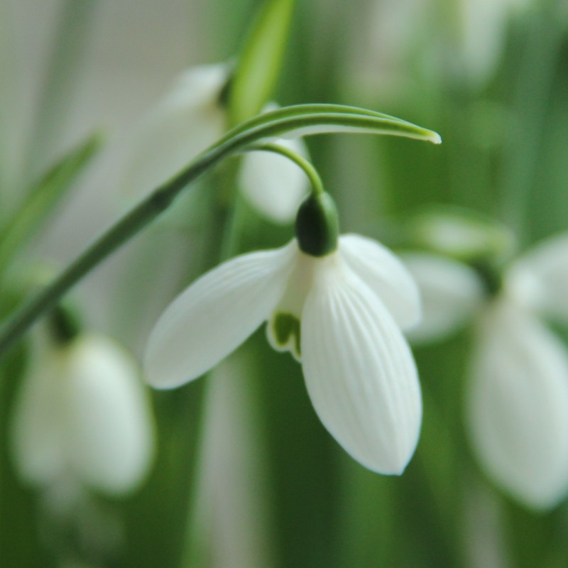 Galanthus 'Happy New Year' Galanthus 'Happy New Year'