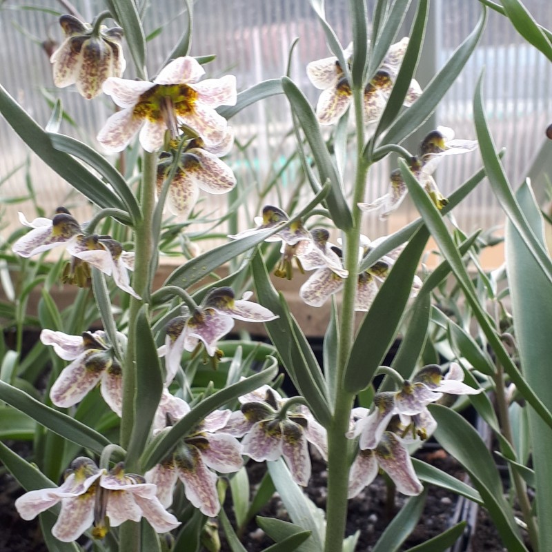 Fritillaria gibbosa