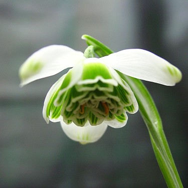 Galanthus 'Hippolyta' Galanthus 'Hippolyta'